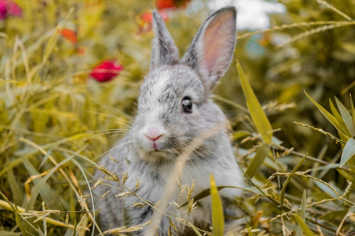 animal, rabbit, nature