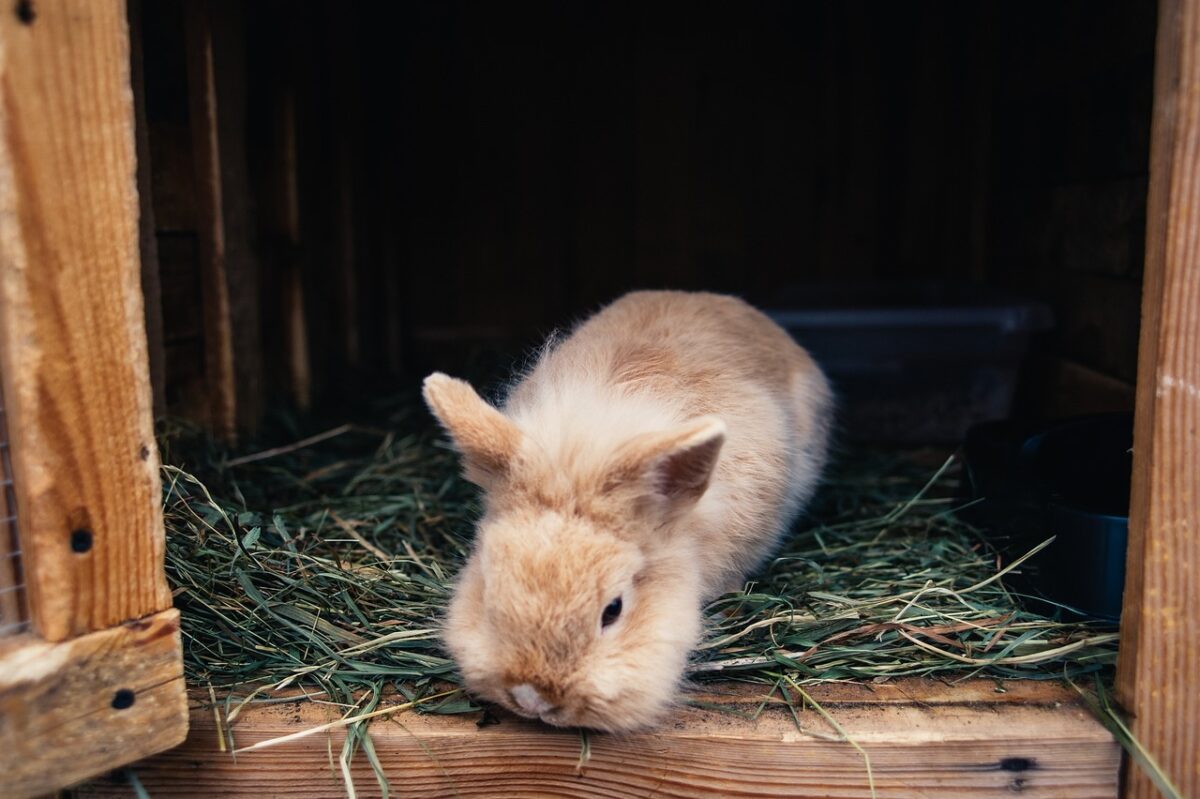 rabbit, rabbit ears, animal