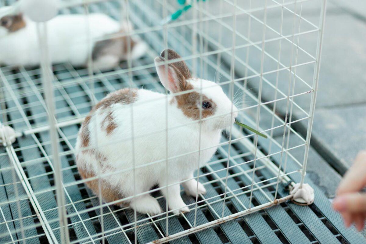 Close-Up Shot of a Rabbit in the Cage